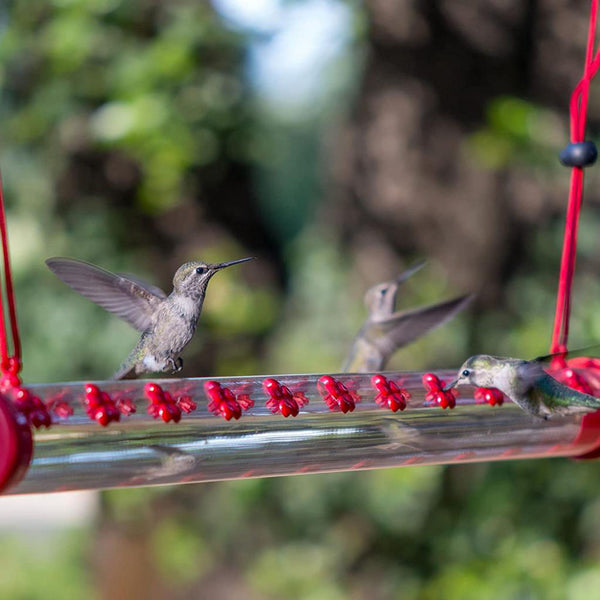 HUMMING BIRD アウトドア用品 Outdoor Hummingbird Feeder Bar – nextdealshop.com