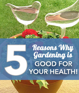 5 Reasons Why Gardening is Good For Your Health!