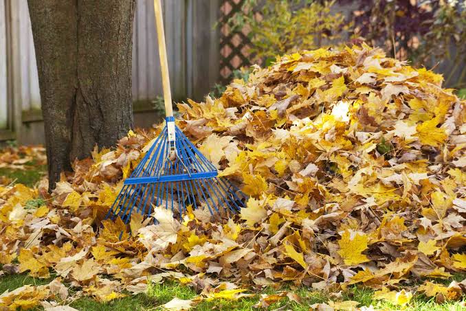 The Easiest Way to Get More Use From Fallen Leaves 🍂🌿