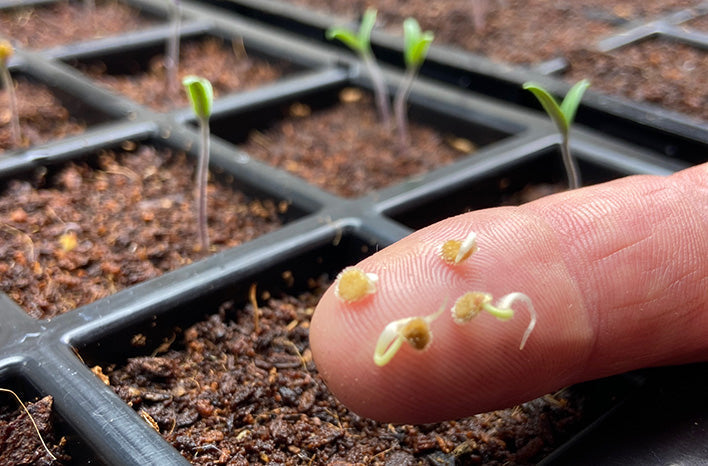 Spring Seeding Shenanigans: My Trial-and-Error Survival Guide
