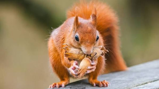 The Secret Life of a Squirrel's Hidden Food Stash 🐿️🌰