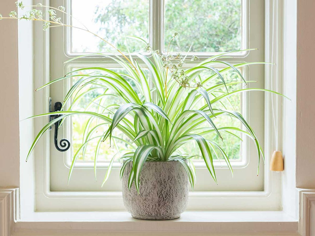Where Should You Plant It? A Simple Guide to Choosing the Right Spot 🌿