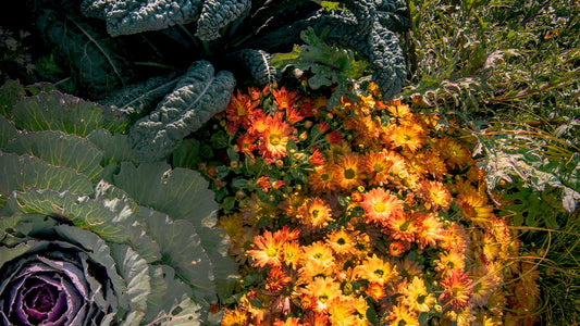 What to Plant in August for Fall Color 🍂🌸