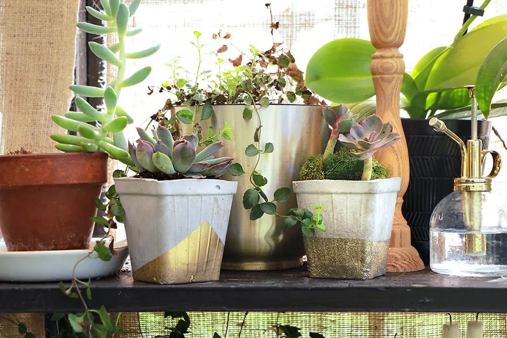 The Coffee Filter Pot Trick: How to Stop Soil Leaks and Keep Plants Moist in August Heat ☕