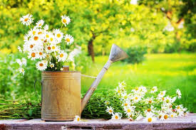 🌻 10 Things to Do in Your Garden Before Summer Ends