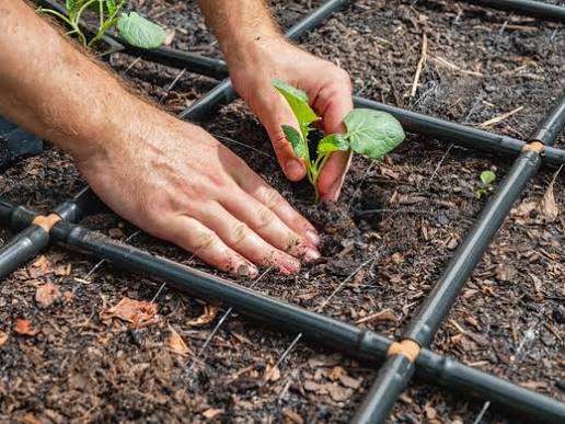 How Much Space Should You Leave Between Garden Plants? 🌱