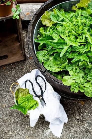 Don't Stop Planting! 3 Fast Crops & Flowers to Plant in August for a Golden Autumn Harvest 🥗🌸🍂