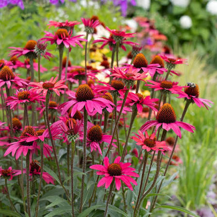 When Is the Best Time to Plant Perennials? 🌸
