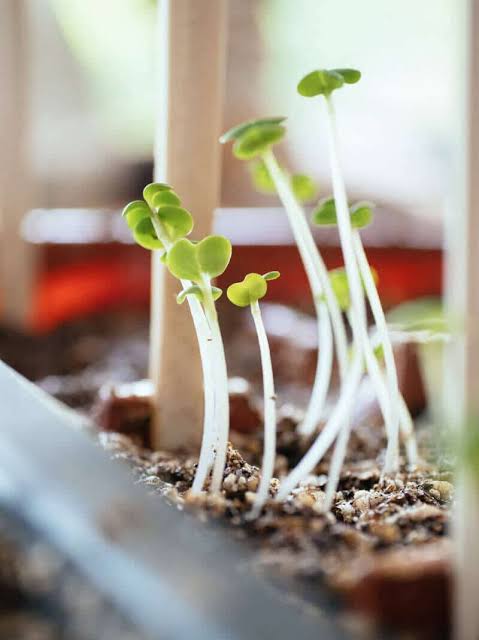 Why Are My Seedlings So Tall and Weak? 🌱