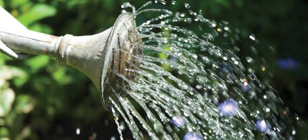 Summer Gardening 101: 4 Vital Rules to Keep Your Plants Alive Through July Heatwaves