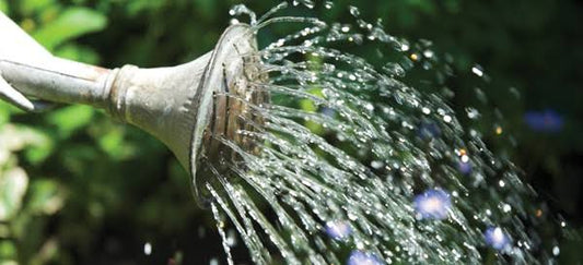 Summer Gardening 101: 4 Vital Rules to Keep Your Plants Alive Through July Heatwaves