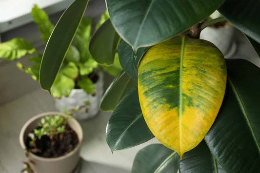 Why Are My Plant Leaves Turning Yellow? 🌿