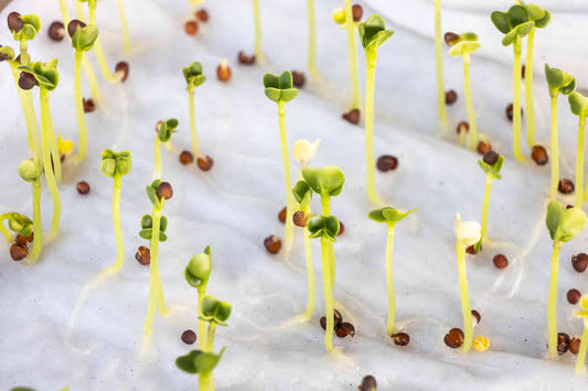 How to Check if Old Seeds Will Still Grow 🌱