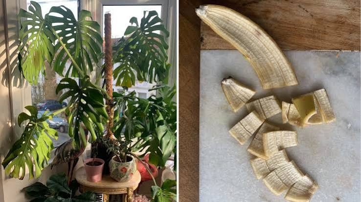 DIY Banana Peel Water: The Free Organic Potassium Boost for Hungry Summer Blooms 🍌🥚🌸