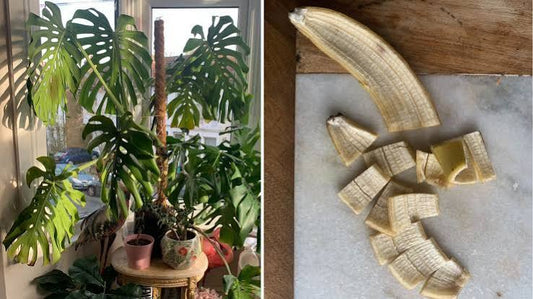 DIY Banana Peel Water: The Free Organic Potassium Boost for Hungry Summer Blooms 🍌🥚🌸