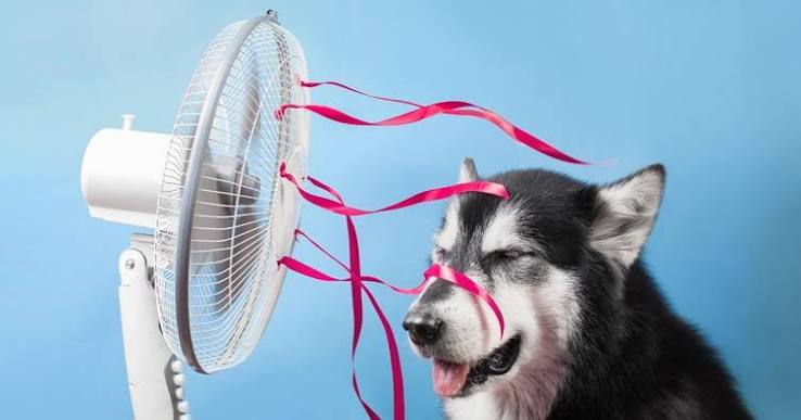 Easy Ways to Keep Your Home Cooler During Hot Summer Days (Without Running the AC All Day)