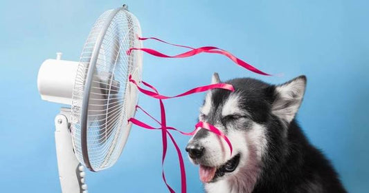 Easy Ways to Keep Your Home Cooler During Hot Summer Days (Without Running the AC All Day)