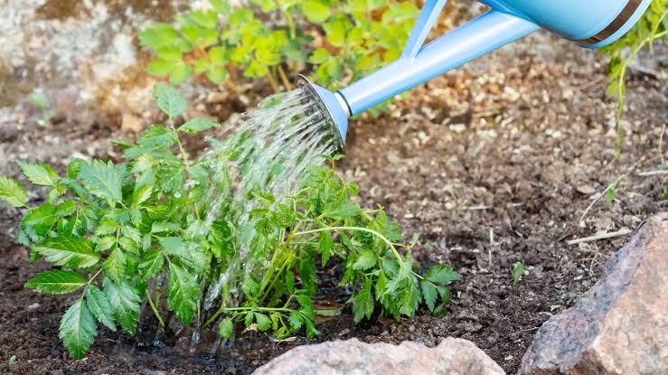 How to Tell If Your Plants Need Water 💧🌿