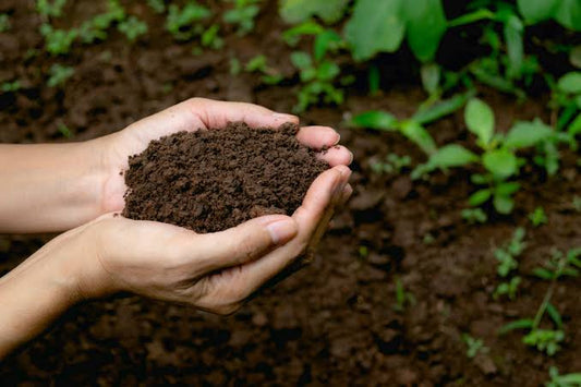How to Improve Garden Soil Without Starting Over 🌱