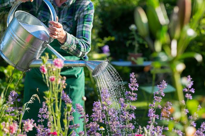 How to Keep Your Garden Healthy During a Heat Wave ☀️