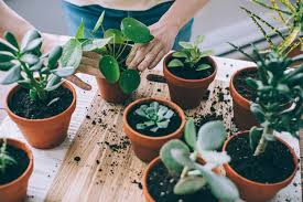 🌿 How to Keep Your Indoor Plants Alive While You're on Vacation