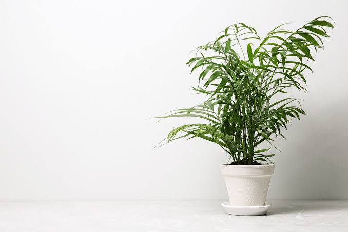 🛁 The "Shower Plant" Trend: Turn Your Everyday Bathroom into a Tropical Spa