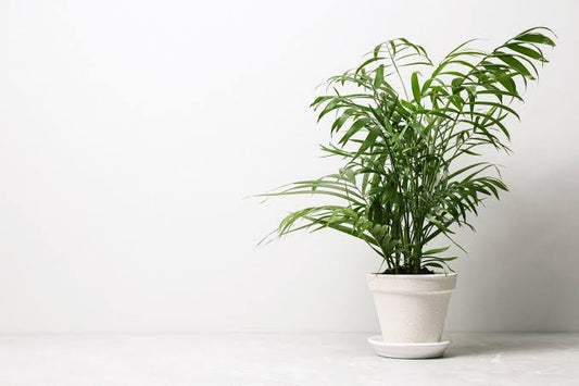 🛁 The "Shower Plant" Trend: Turn Your Everyday Bathroom into a Tropical Spa