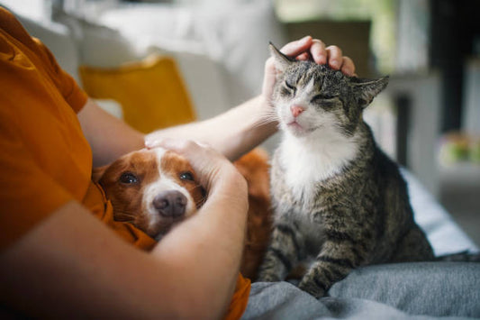 Why Does Your Pet Follow You Into Every Room? 🐾