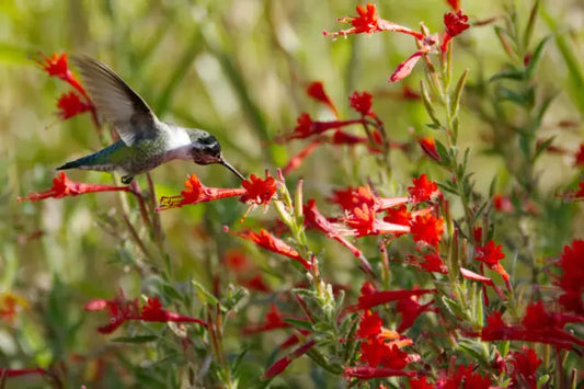 🦋 The Pollinator Café: 5 Easy Ways to Attract Hummingbirds and Butterflies