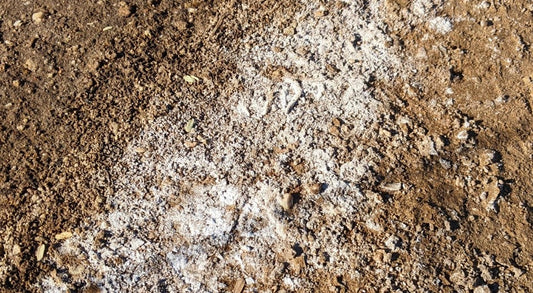 Why Is There White Stuff on My Potting Soil?