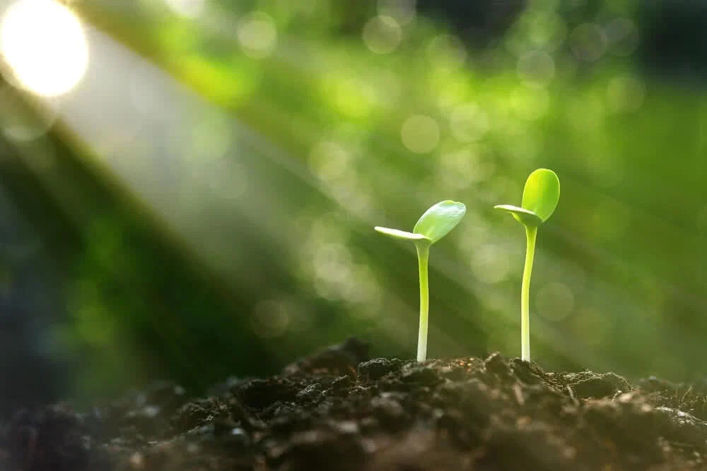 Full Sun, Partial Shade, or Shade? Understanding Garden Light 🌤️