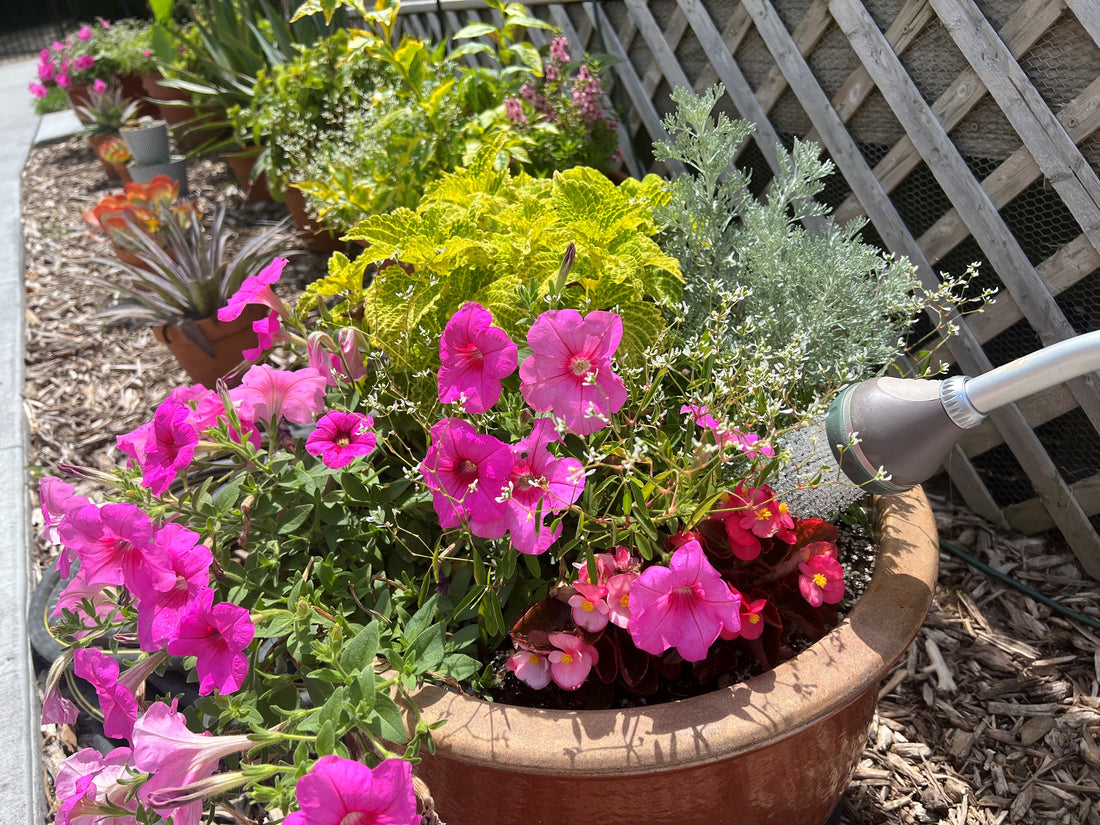 What to Do When Water Runs Straight Through Your Plant Pot