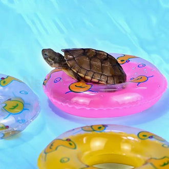 3 Pcs - Inflatable Turtle Swim Ring