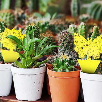 40 Pcs - Sticky Fruit Fly Trap