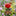 Colorful Tulip Bee Watering Station-Red-View 6-Next Deal Shop