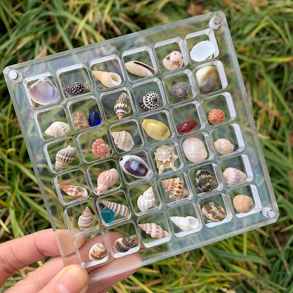 Seashell Display Box