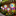 Multicolor Solar Powered LED Pinwheel Garden Stake Light-Next Deal Shop-Next Deal Shop