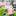 Solar Powered Flower Garden Stake Light-View 5-Next Deal Shop