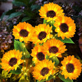 Solar Powered LED Sunflower Stake Light  -  2 Pack, Weatherproof Outdoor Lawn Pathway Garden Lighting