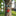 Funny Tree Face Sculpture Set