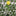 Solar Powered Chrysanthemum Flower Stake Light-Next Deal Shop-Next Deal Shop