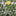 Solar Powered Chrysanthemum Flower Stake Light-Yellow-View 7-Next Deal Shop
